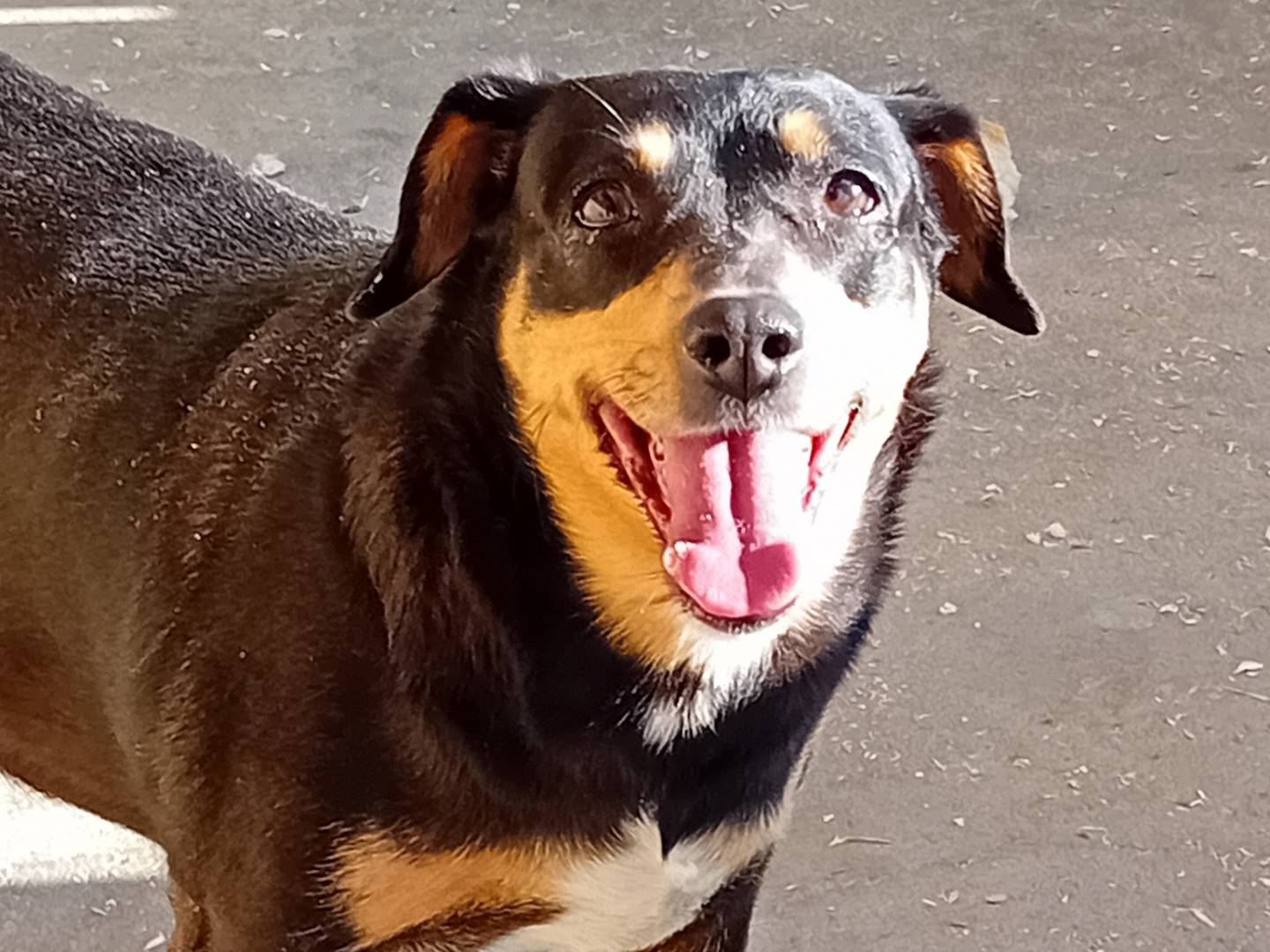 Adozione cane, femmina, Razza sconosciuta Razza sconosciuta, 5 anni  e 2 mesi , taglia media, Torino