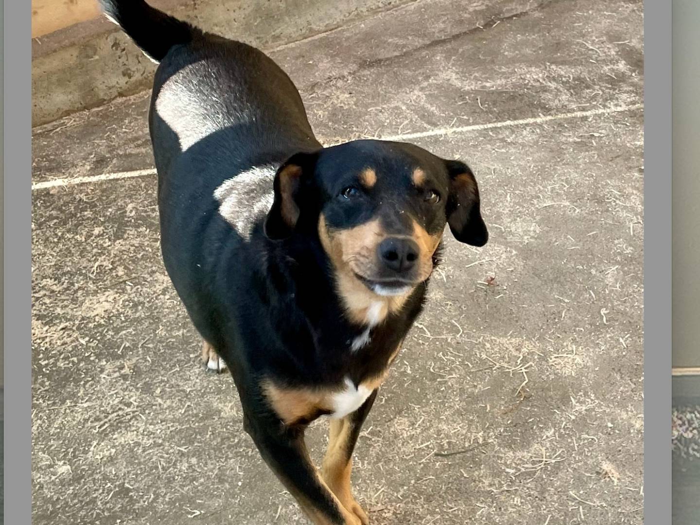 Adotta un cane, femmina, 5 anni  e 2 mesi , Torino