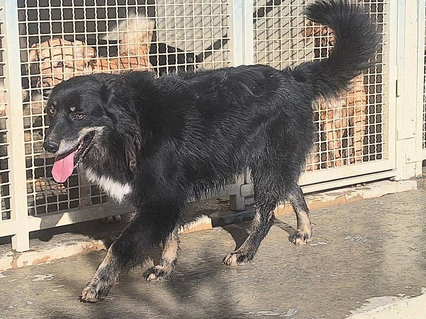 Adotta un cane, maschio, 5 anni  e 3 mesi , Teramo