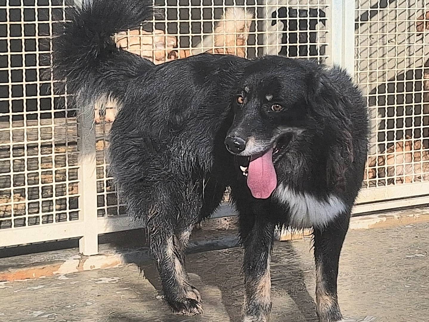 Adotta un cane, taglia media, maschio, Teramo
