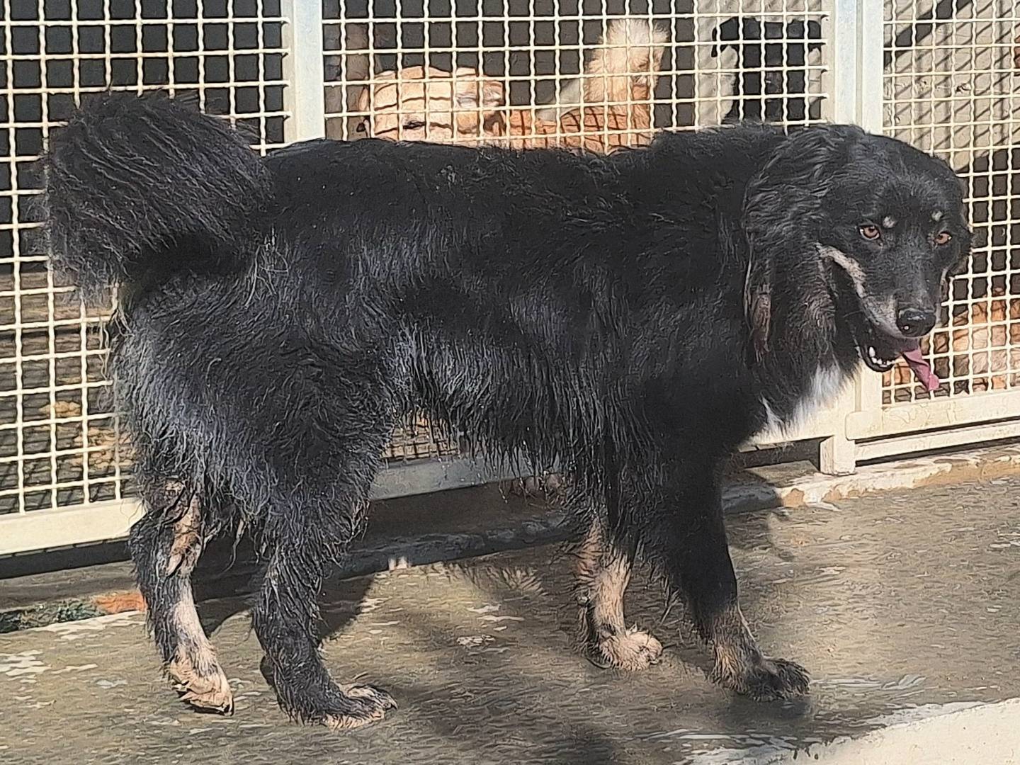 Vuoi adottare un cane a Teramo?
