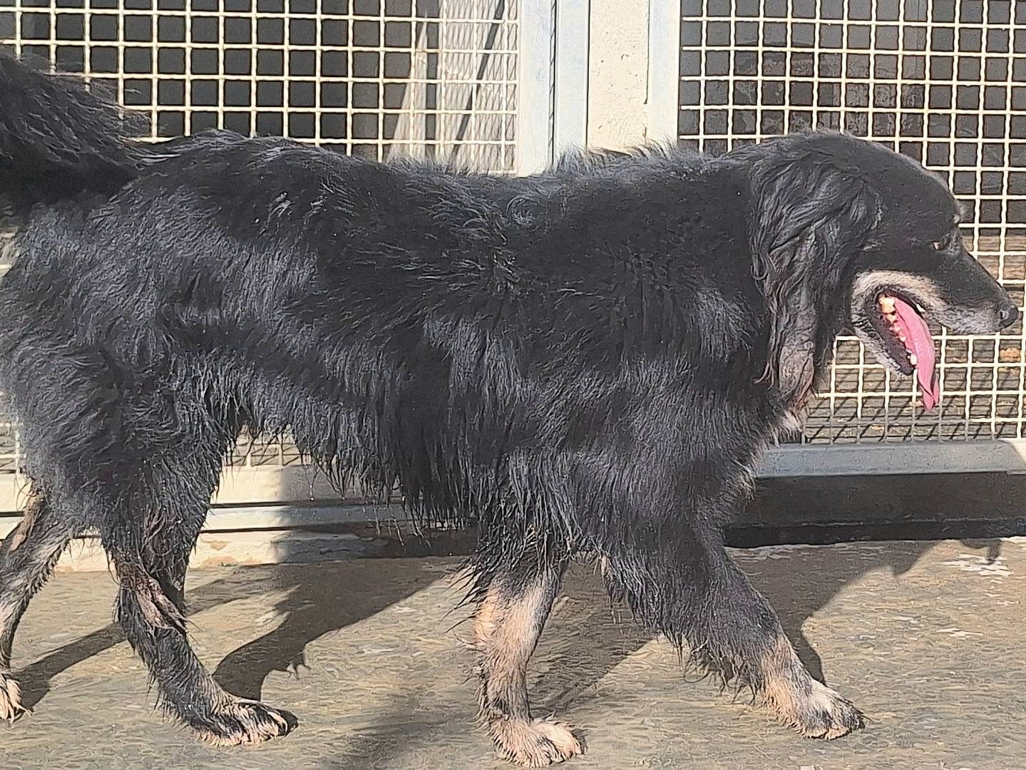 Adotta il cane Birillo a Teramo