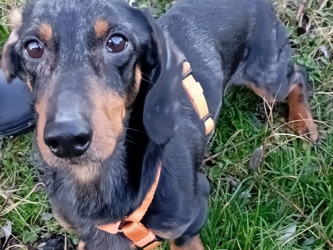 Adotta un cane, maschio, 9 anni e 9 mesi, Bologna