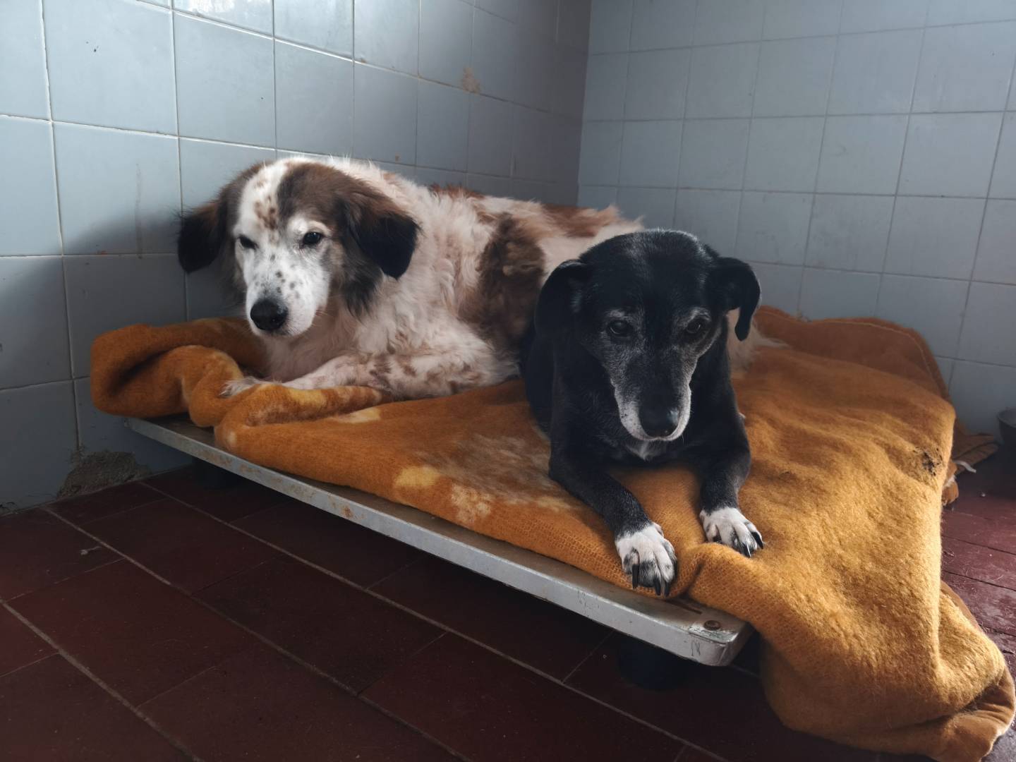 Foto dell'animale