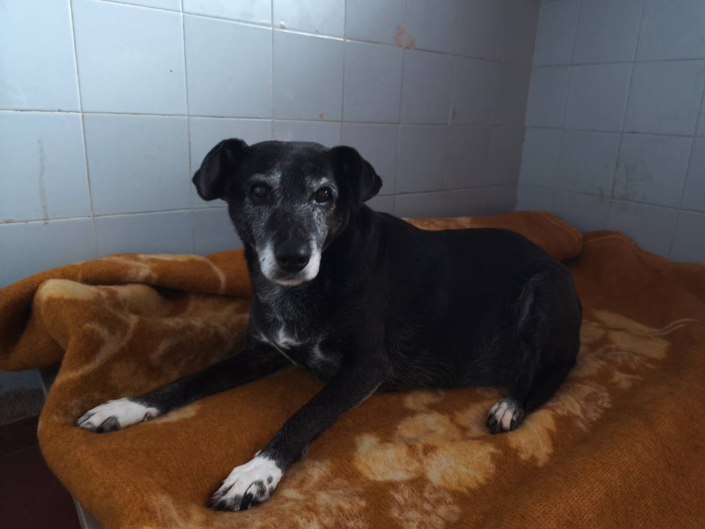 Adotta un cane, maschio, 9 anni  e 11 mesi , Milano