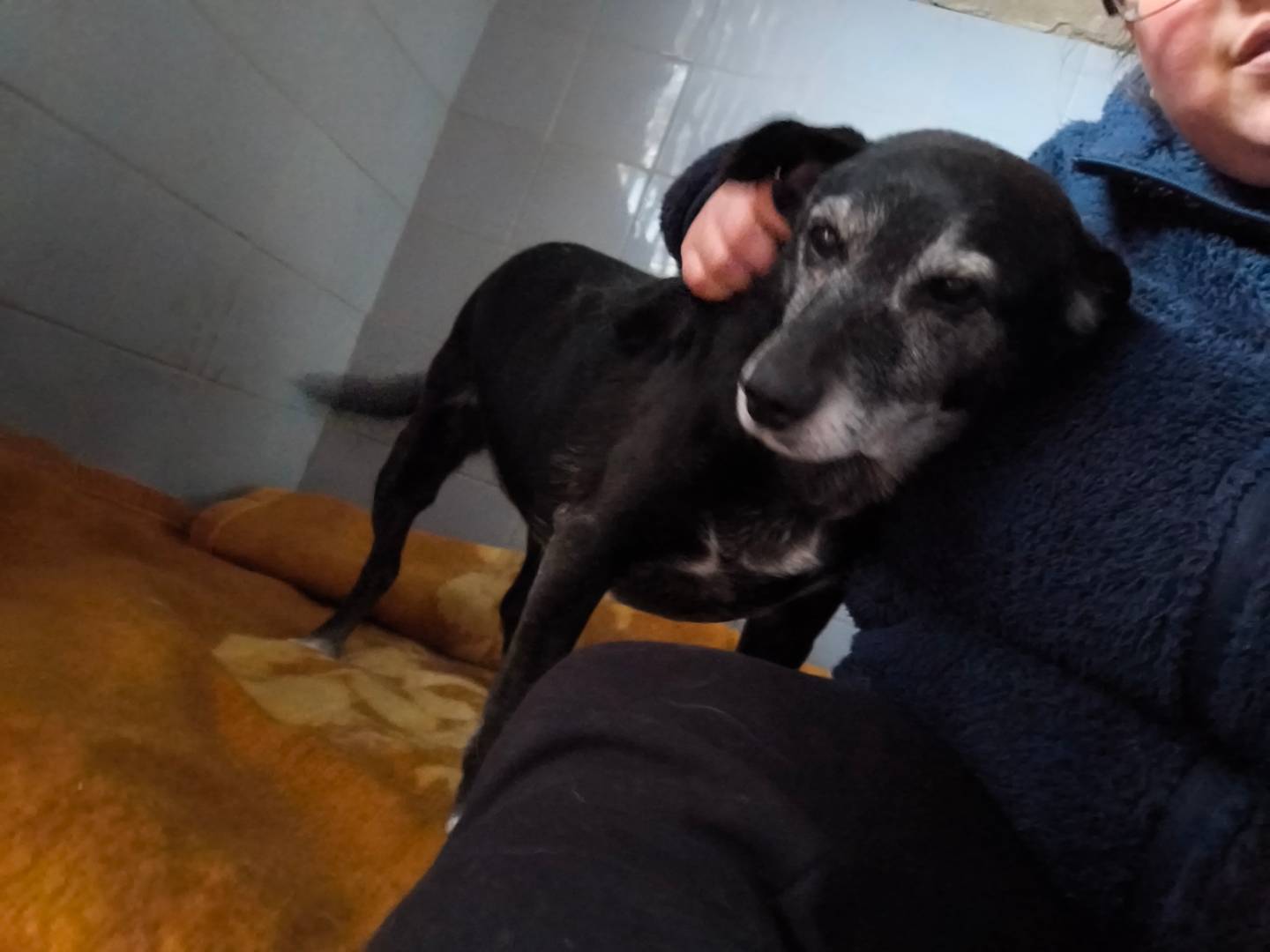 Adotta il cane IPPO e SPILLA a Milano
