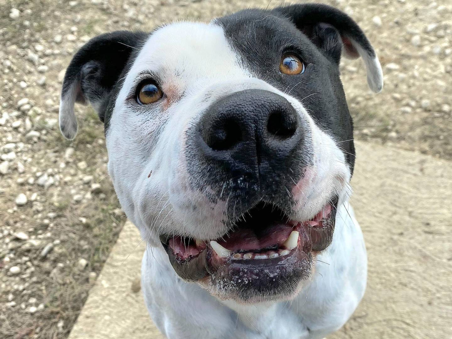 Adotta un cane, taglia media, maschio, Teramo