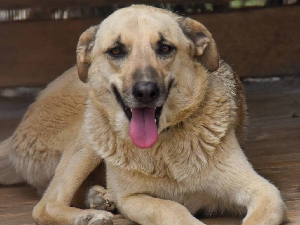 Foto dell'animale