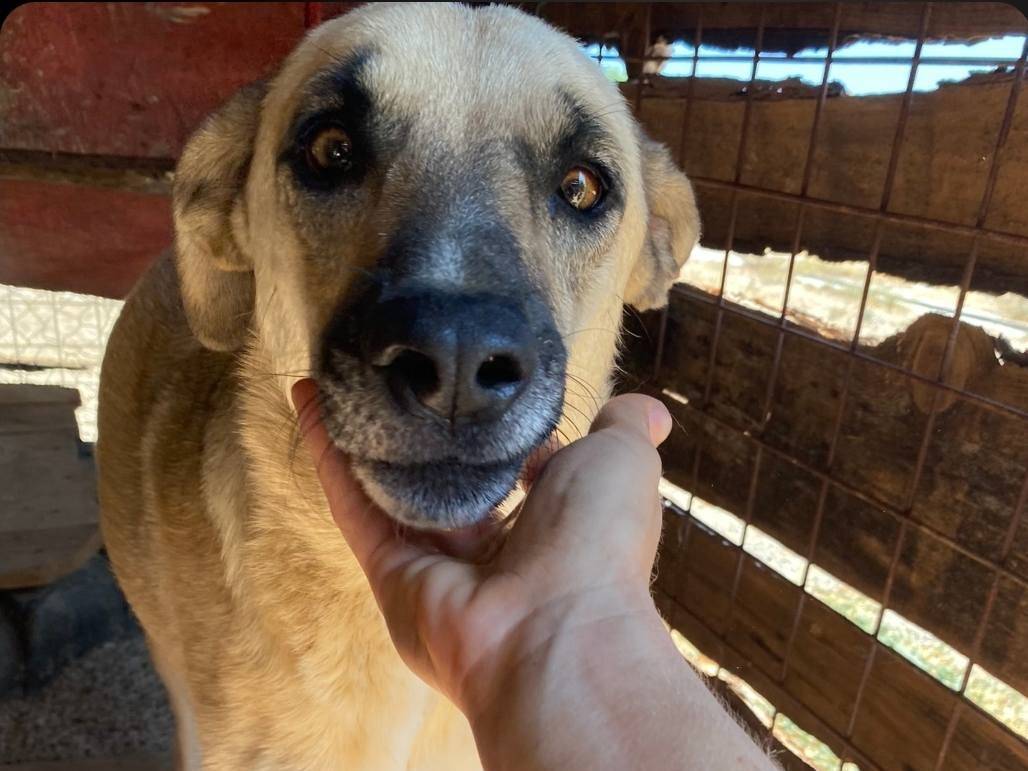 Adotta un cane, femmina, 5 anni  e 4 mesi , Crotone