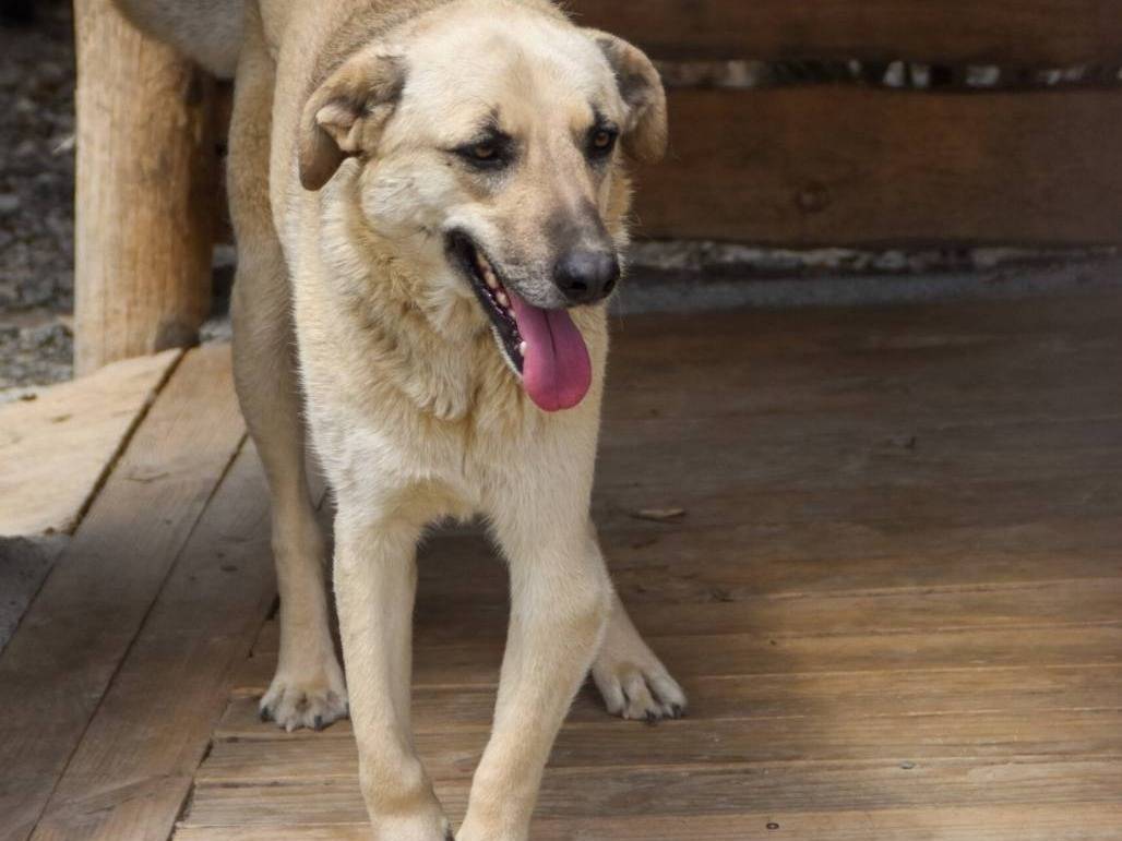 Adotta un cane, taglia media, femmina, Crotone