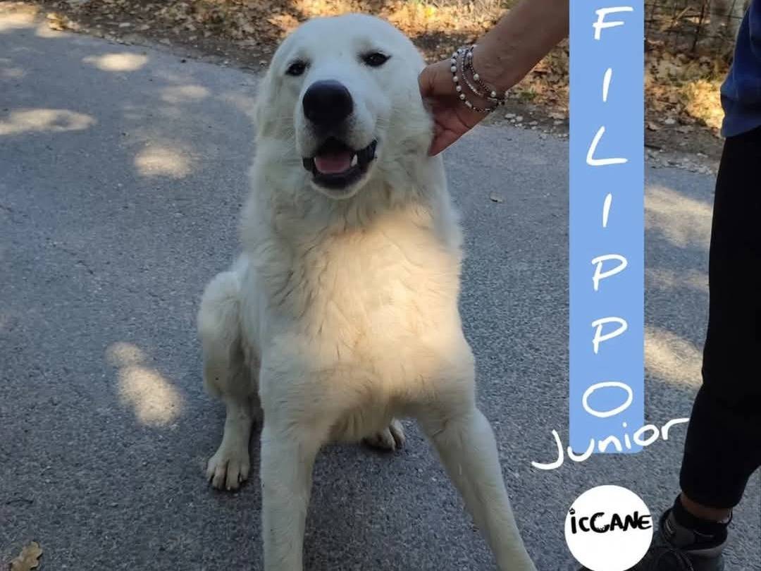 Foto dell'animale