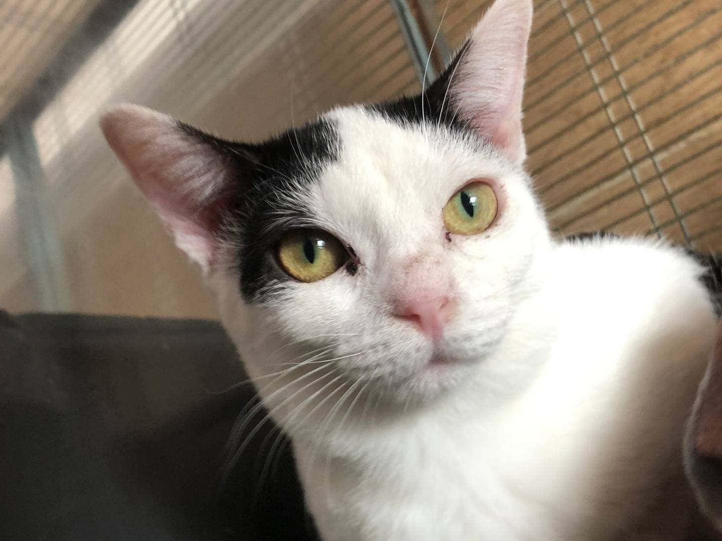 Adotta un gatto, femmina, 1 anno e 1 mese, Milano