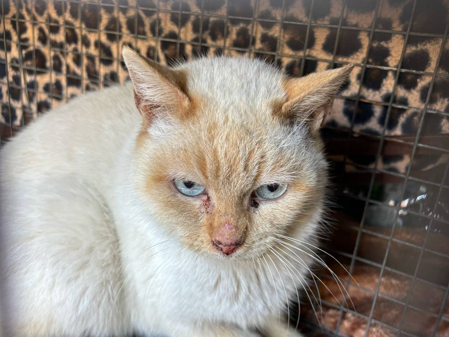 Foto dell'animale