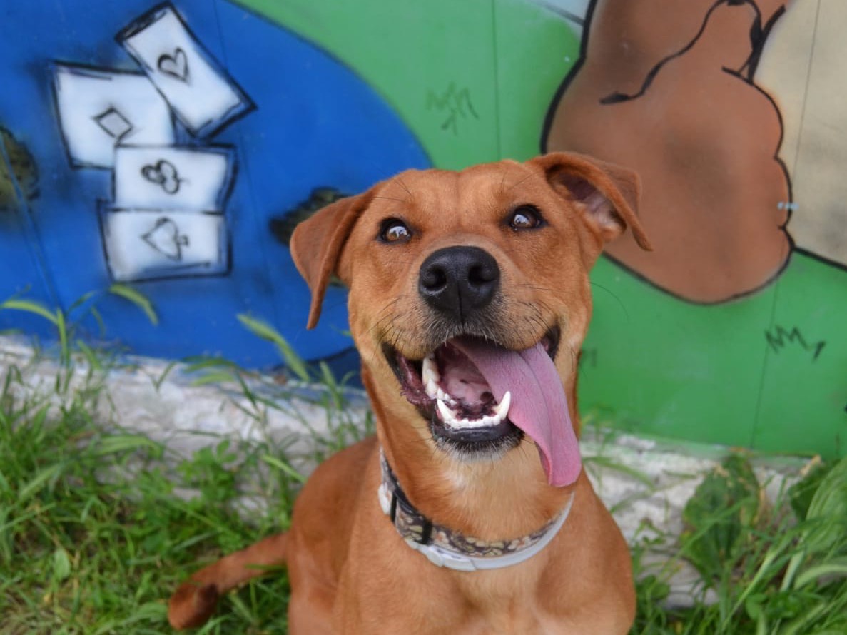 Adotta un cane, taglia media, femmina, Pavia