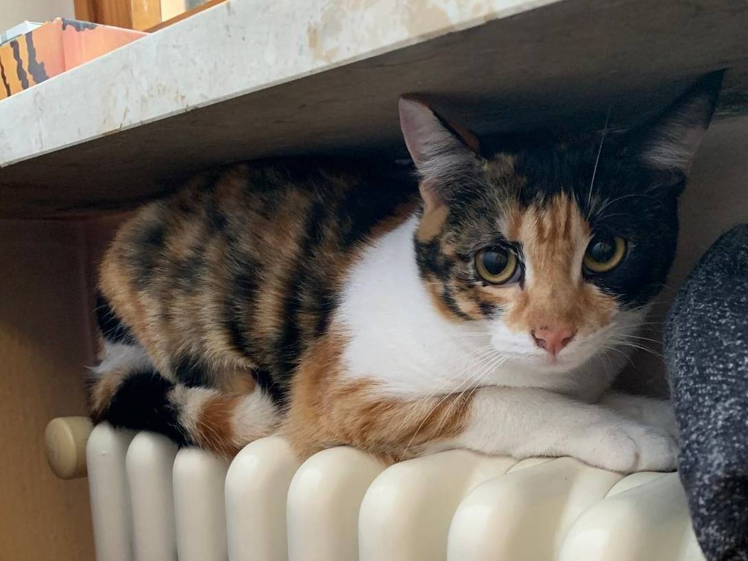 Foto dell'animale