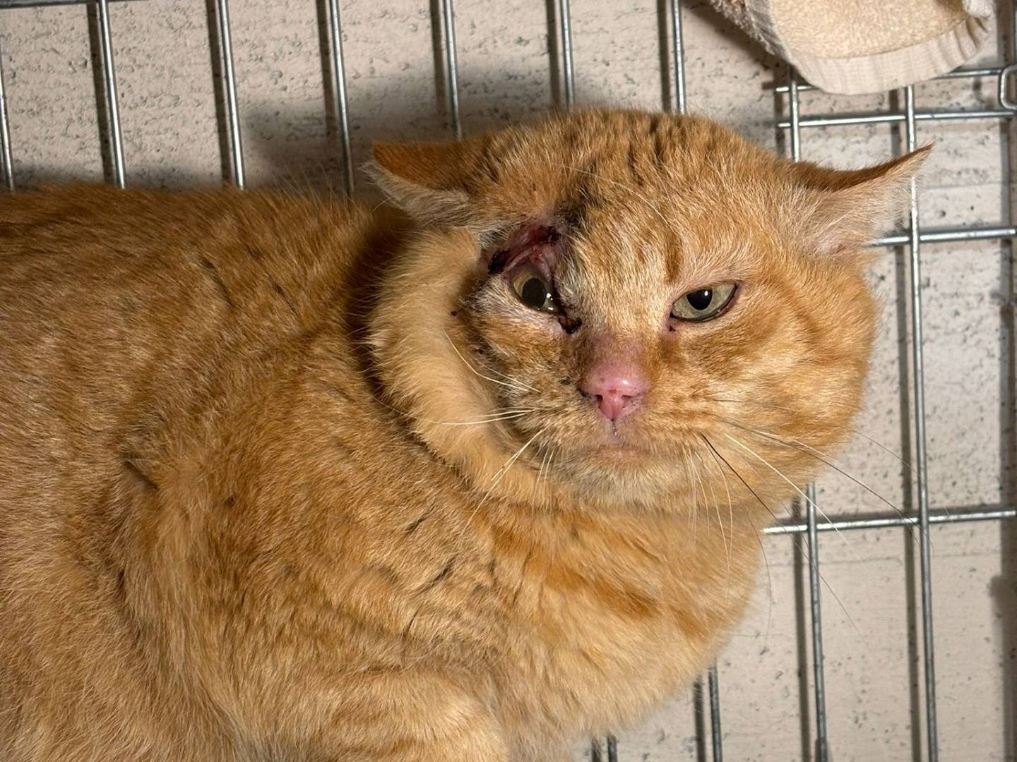 Foto dell'animale