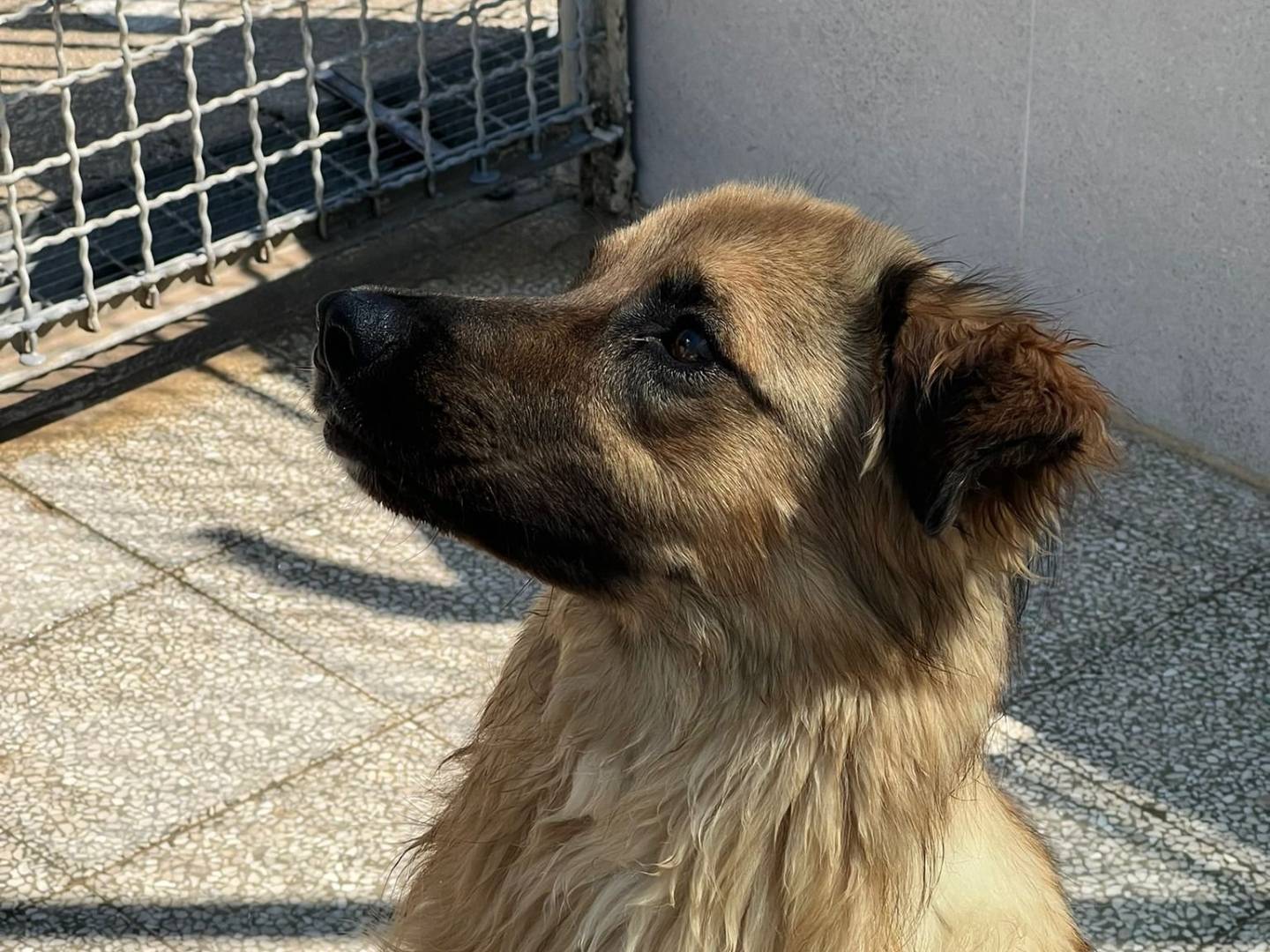 Adotta un cane, maschio, 5 anni  e 1 mese, Caserta