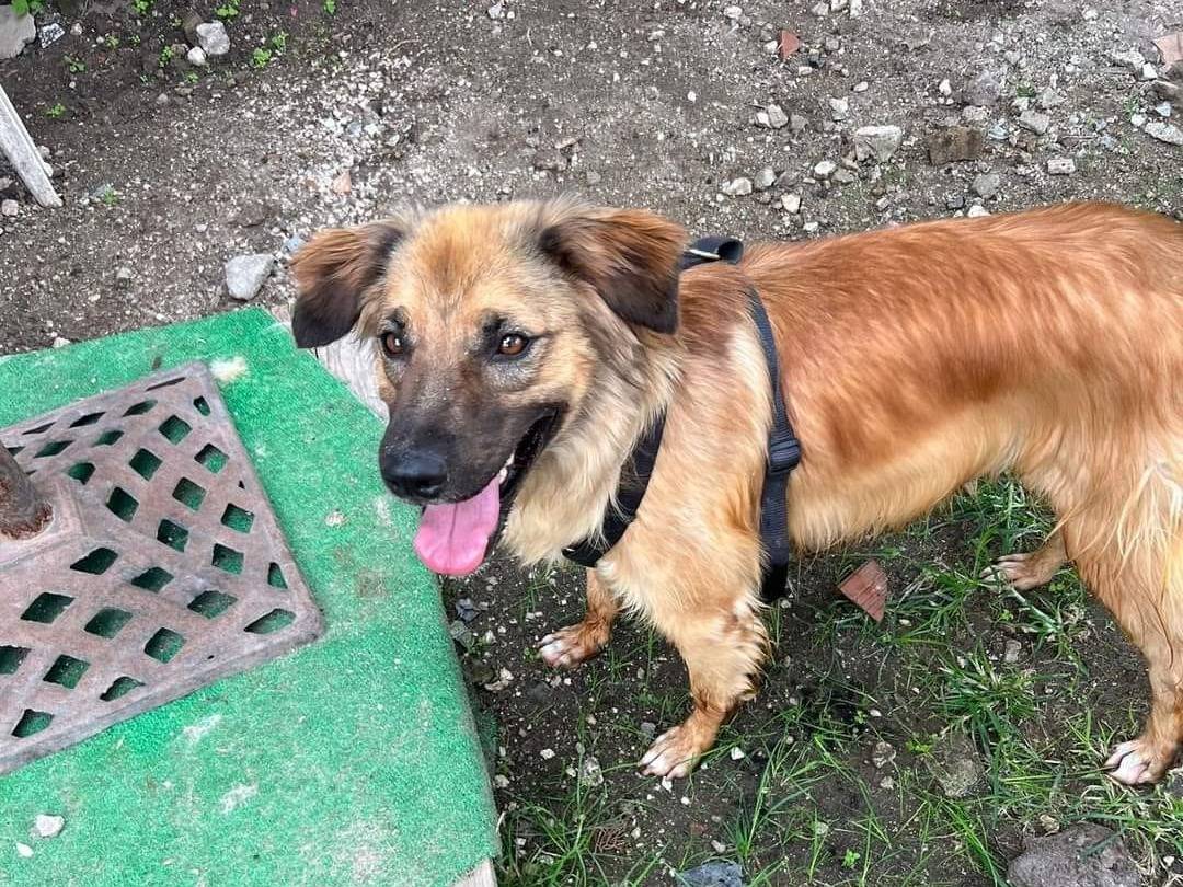 Adotta un cane, taglia media contenuta, maschio, Caserta