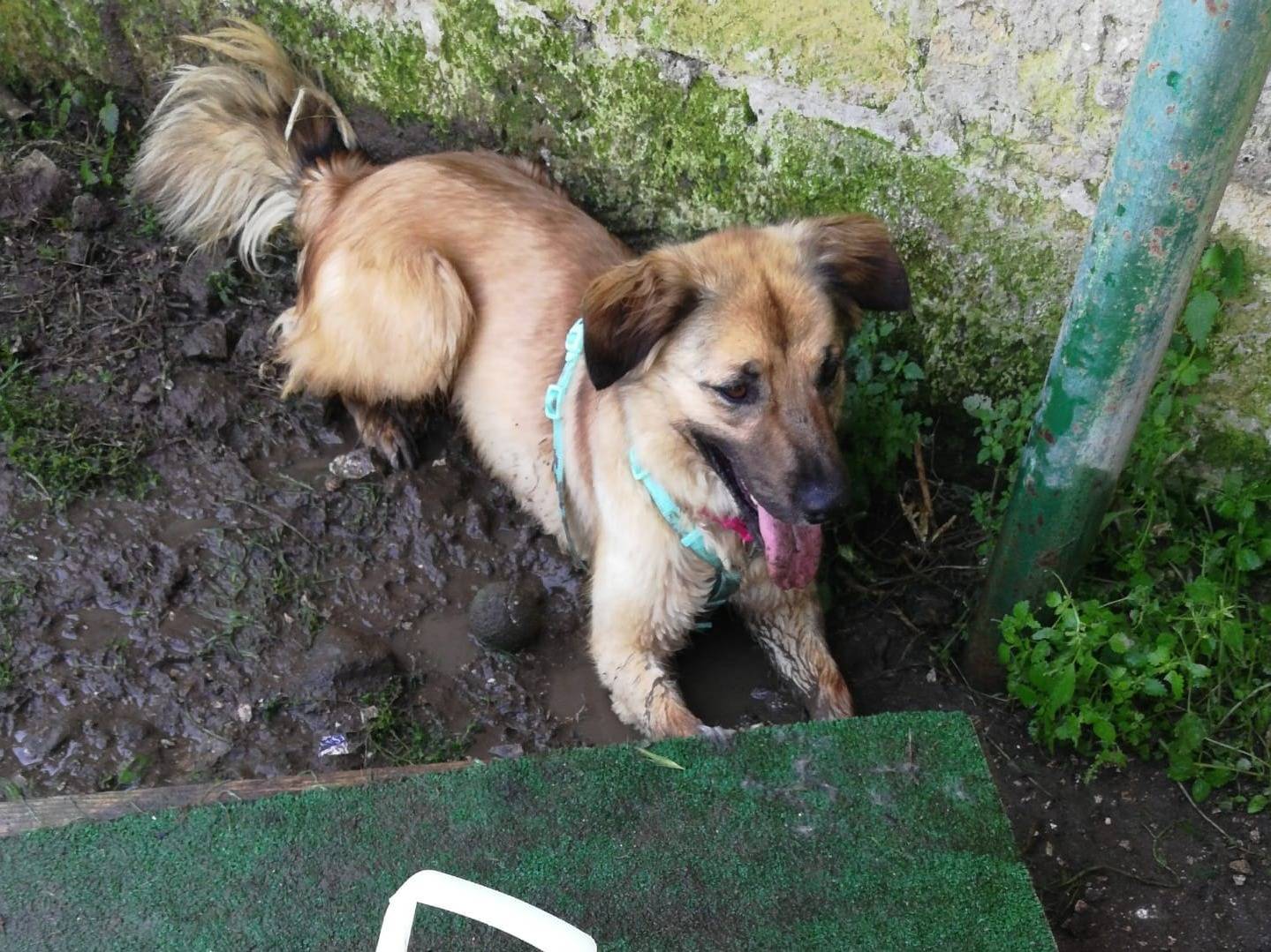 Vuoi adottare un cane a Caserta?