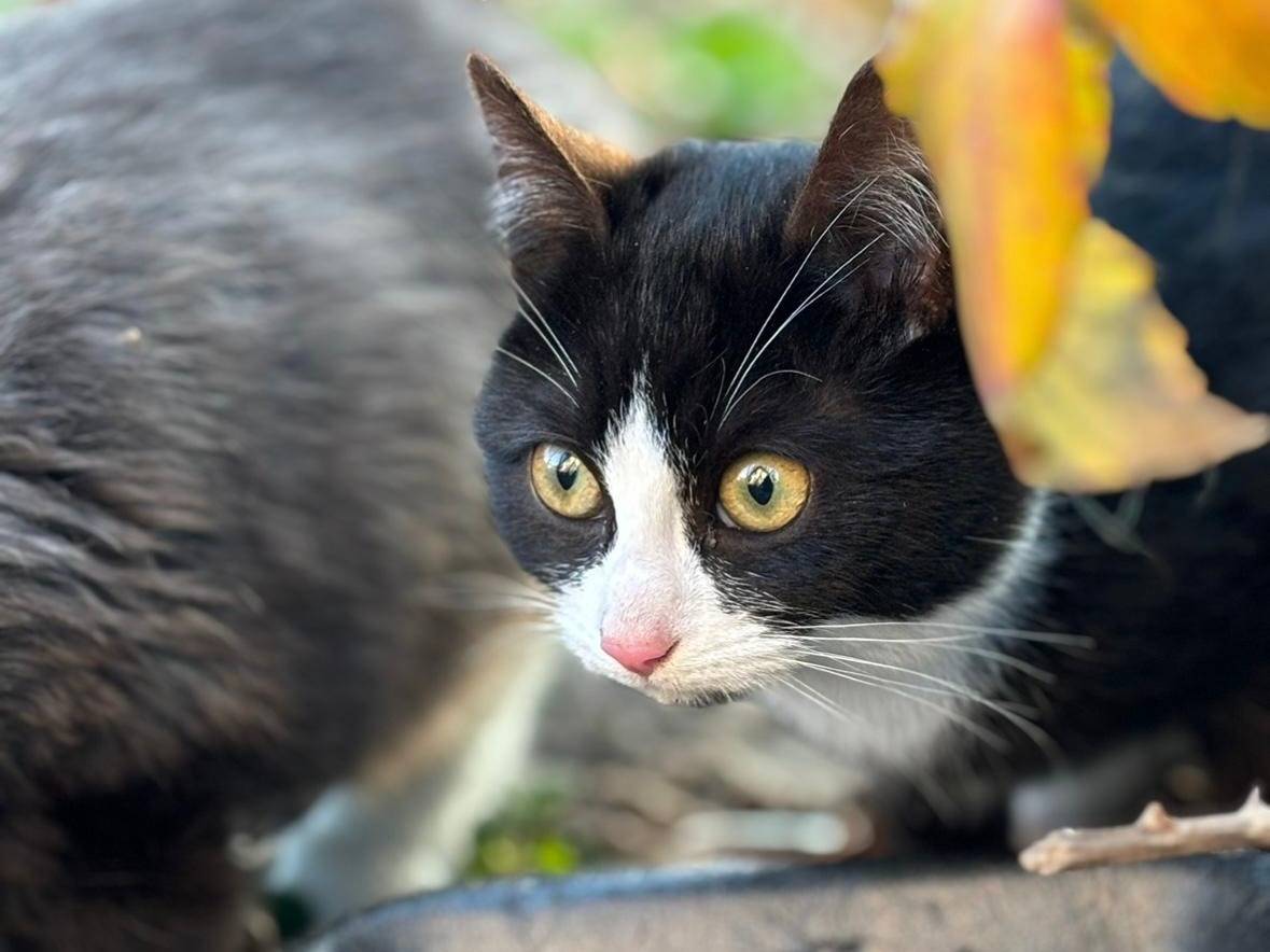 Foto dell'animale