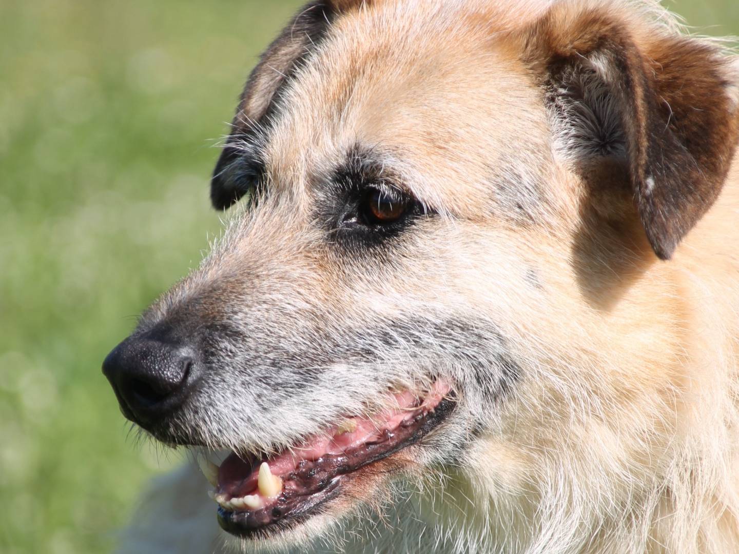 Vuoi adottare un cane a Roma?