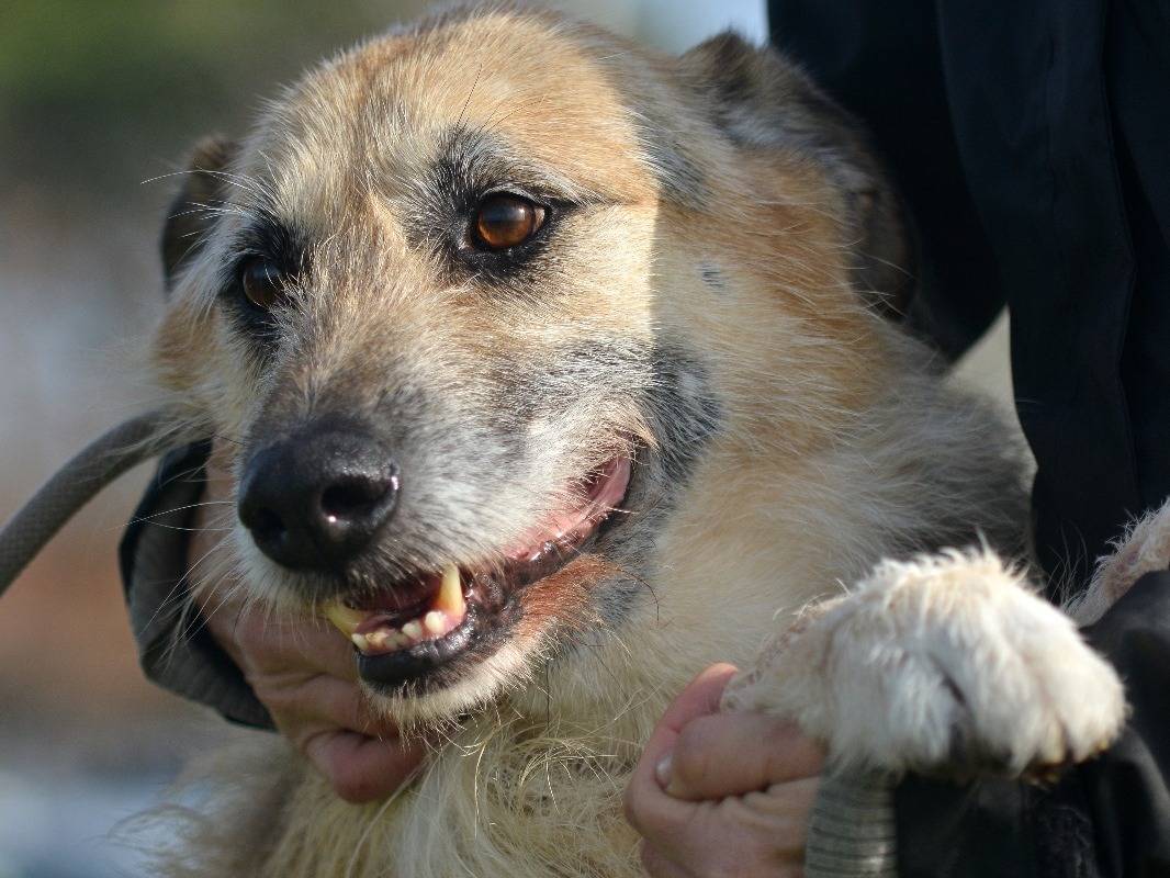 Adotta il cane Spini a Roma