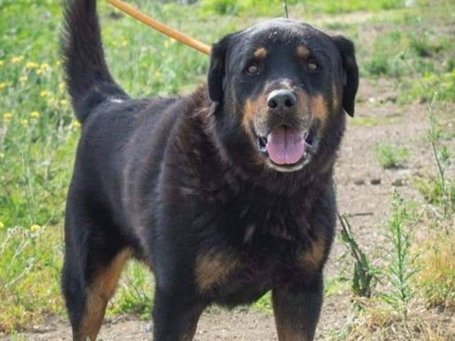 Adotta un cane, maschio, 6 anni  e 10 mesi , Roma