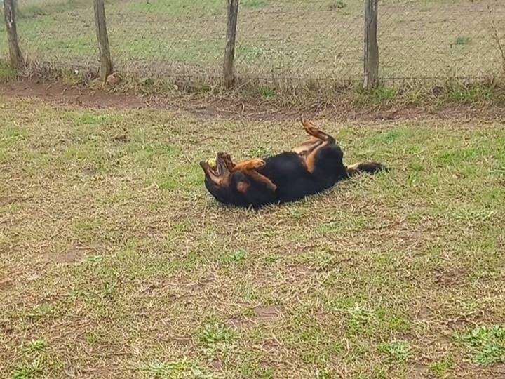 Adotta un cane, taglia media, maschio, Roma