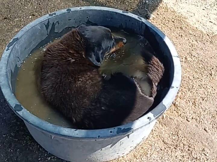 Vuoi adottare un cane a Roma?