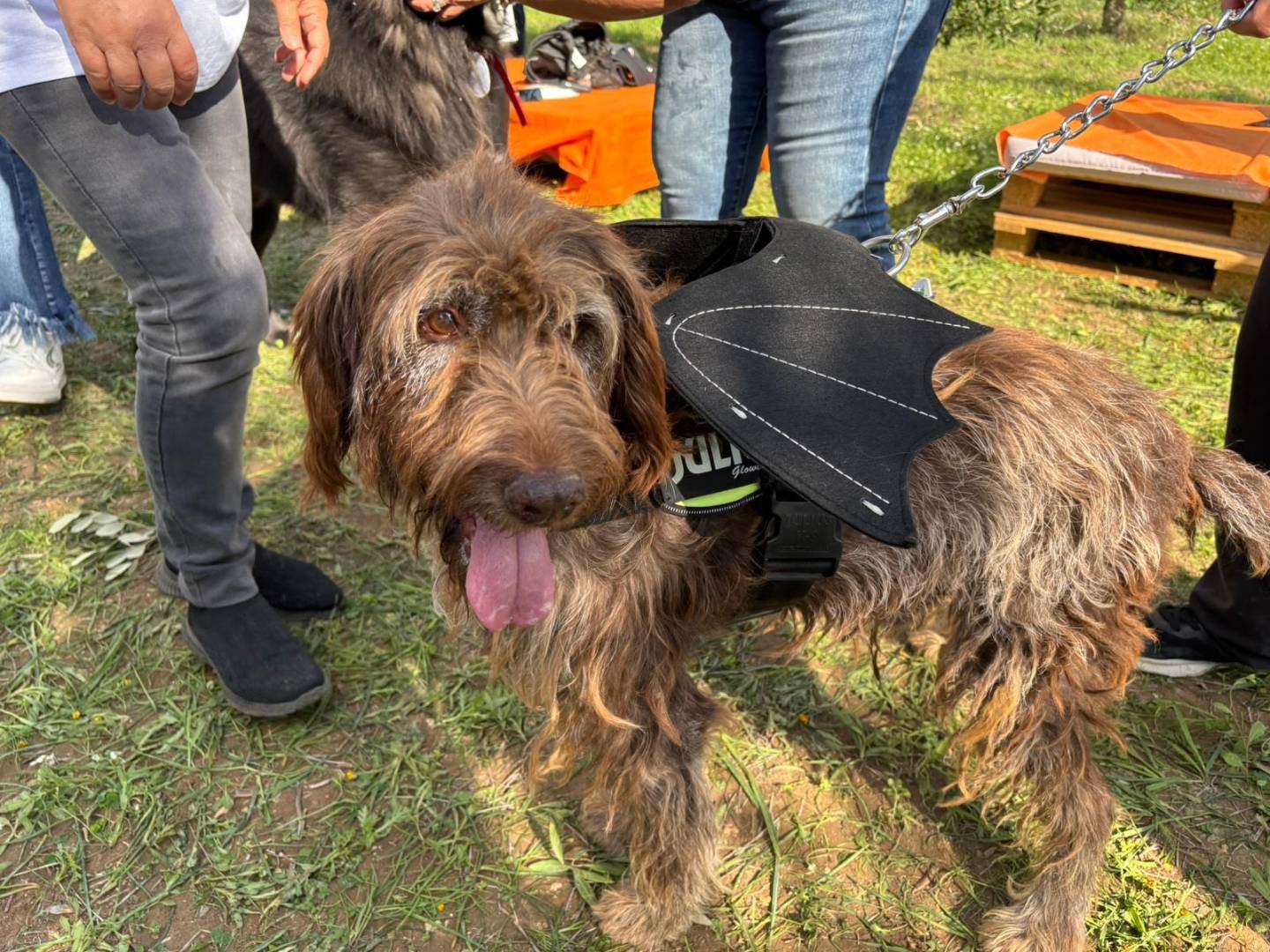 Adotta un cane, maschio, 11 anni  e 7 mesi , Taranto