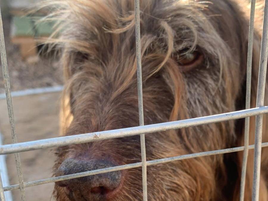 Foto 3 dell'animale