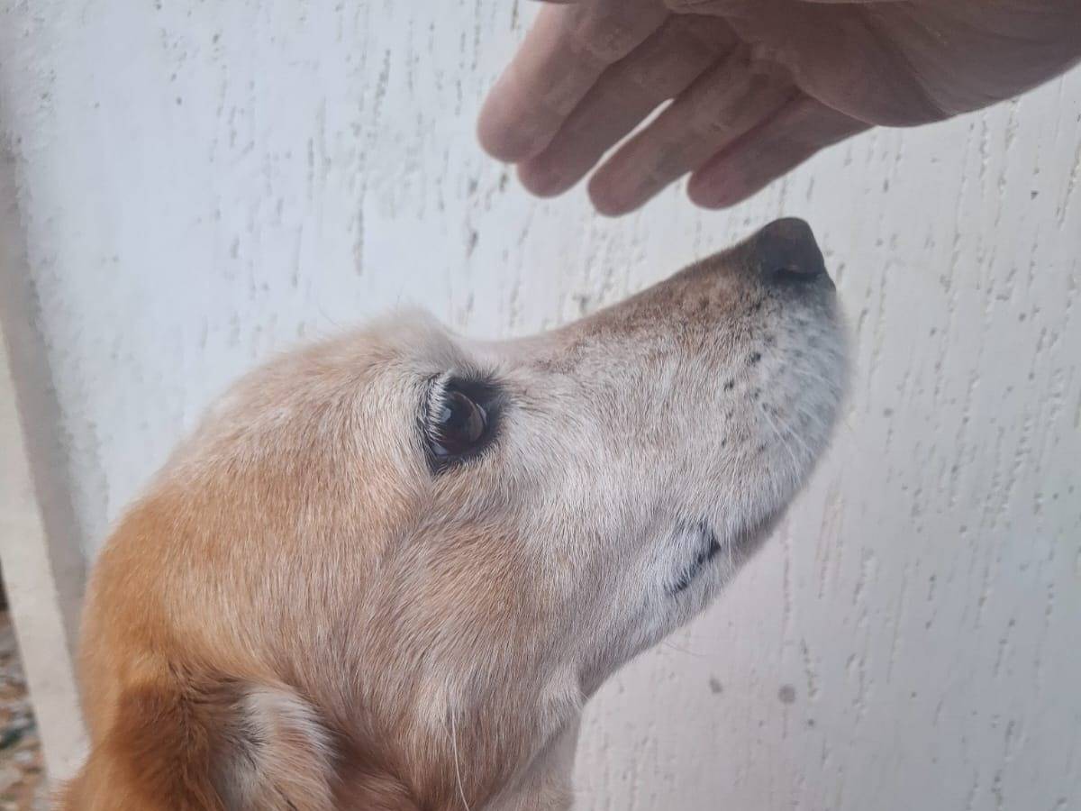 Foto dell'animale