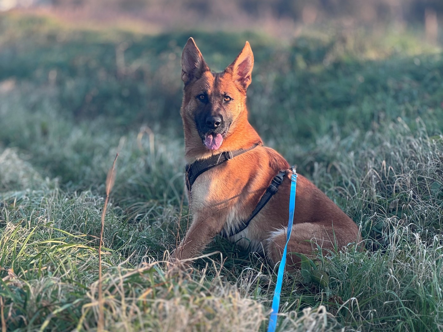Adozione cane, femmina, Pastore Belga Malinois Razza sconosciuta, 1 anno, taglia grande, Bologna