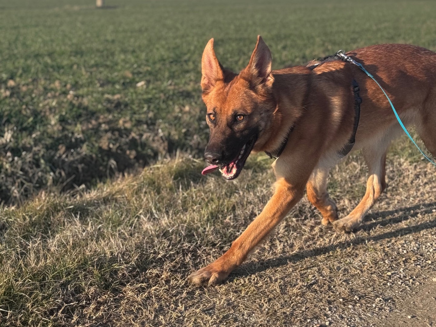 Adotta un cane, femmina, 1 anno, Bologna