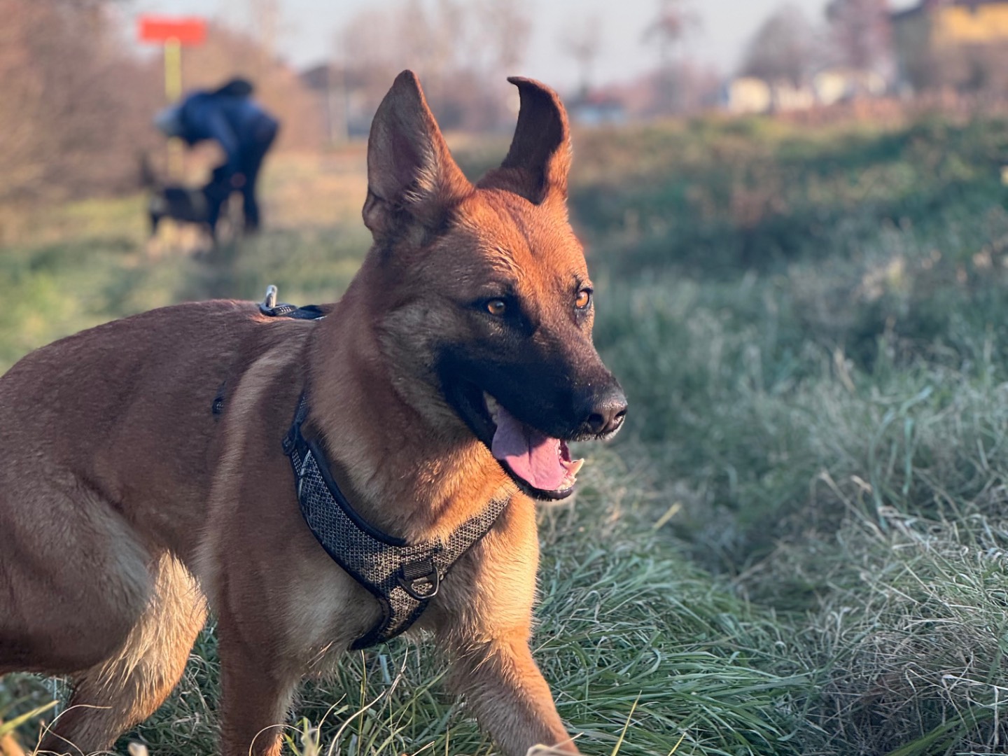 Adotta un cane, taglia grande, femmina, Bologna