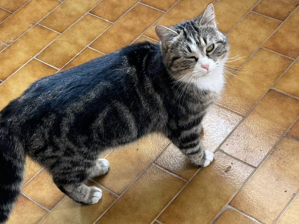 Foto dell'animale