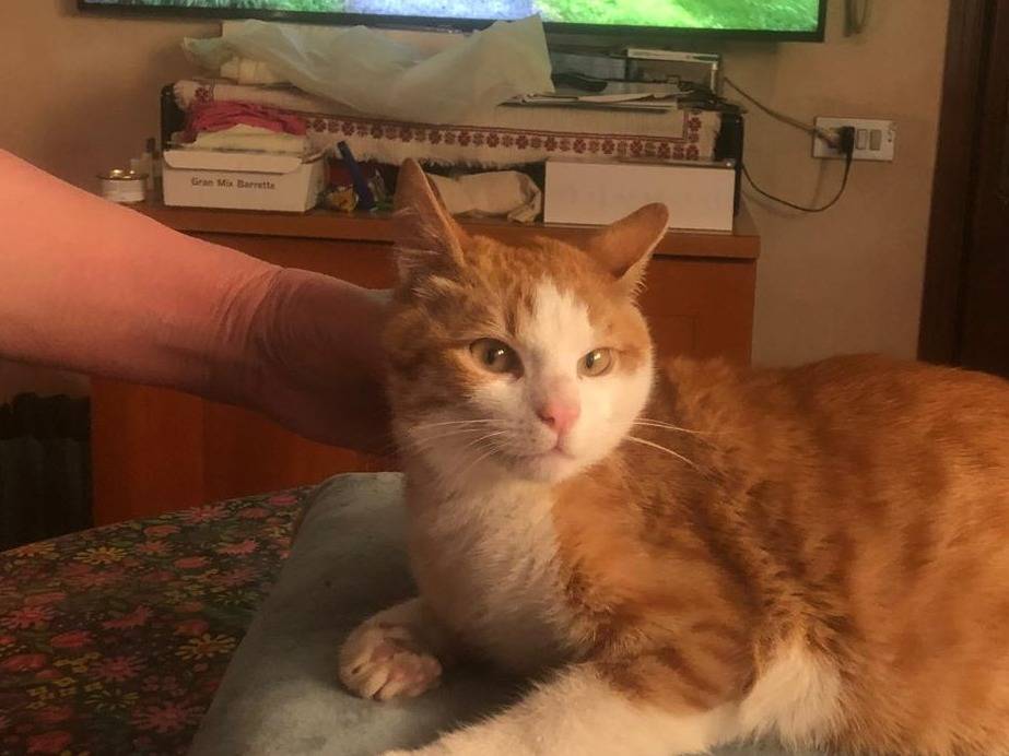 Foto dell'animale