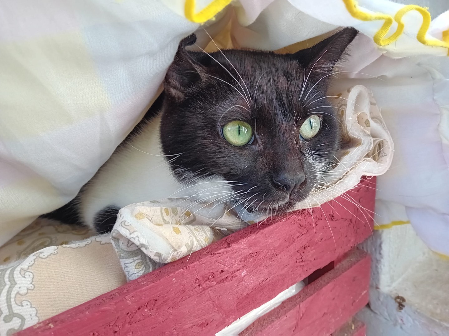 Adotta un gatto, femmina, 3 anni  e 11 mesi , Milano