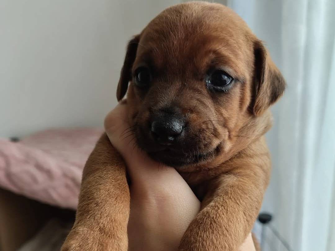 Adotta un cane, maschio, 7 mesi, Trapani