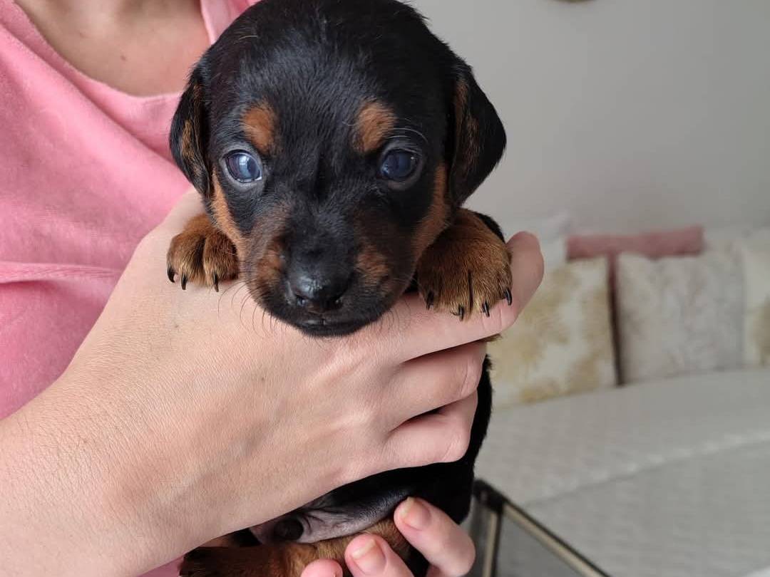 Adotta un cane, taglia piccola, maschio, Trapani