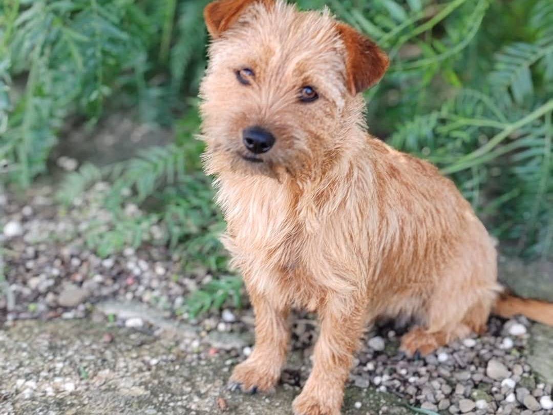 Vuoi adottare un cane a Trapani?