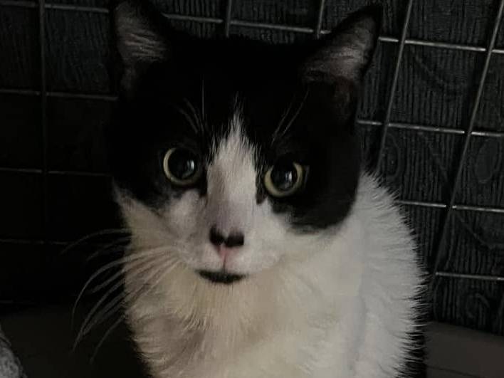 Adozione gatto, maschio, Razza sconosciuta Razza sconosciuta, 1 anno e 1 mese, taglia non valida, Firenze