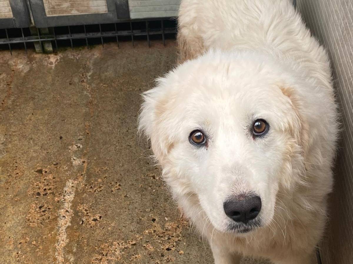 Adotta un cane, femmina, 1 anno e 3 mesi , Cosenza