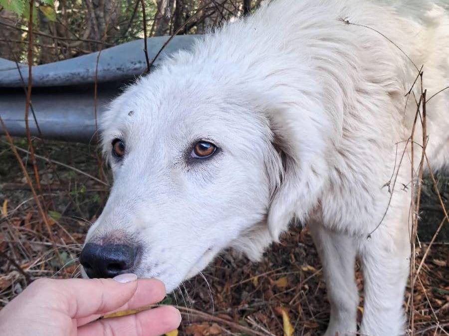 Adotta un cane, taglia media contenuta, femmina, Cosenza