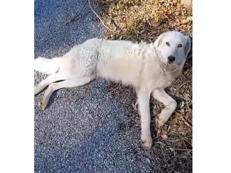 Vuoi adottare un cane a Cosenza?