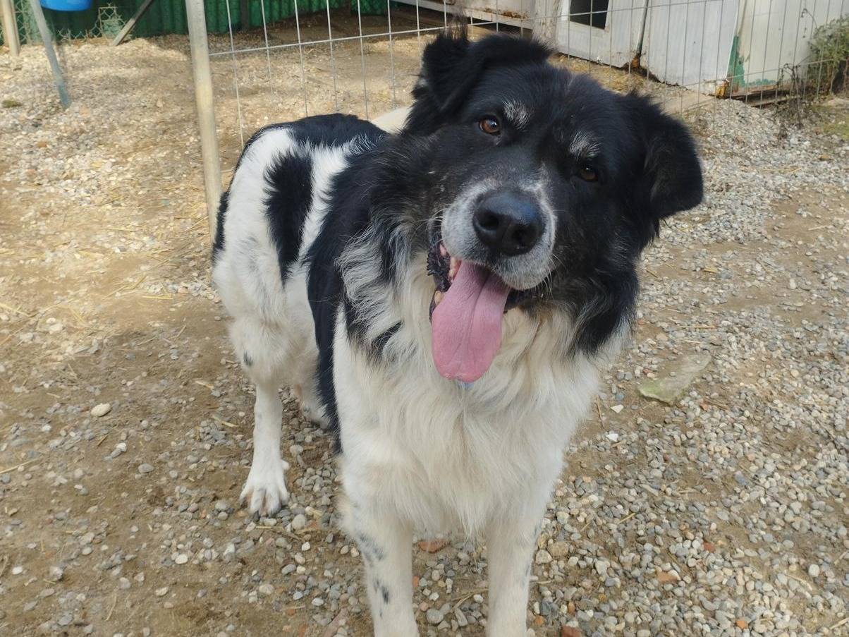 Adotta un cane, maschio, 3 anni  e 3 mesi , Milano
