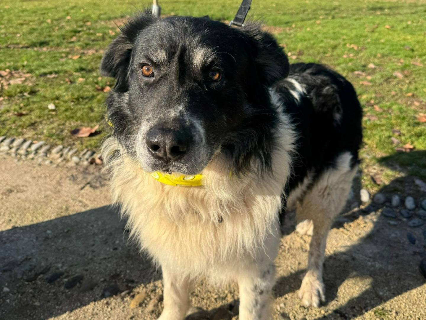 Adotta un cane, taglia grande, maschio, Milano