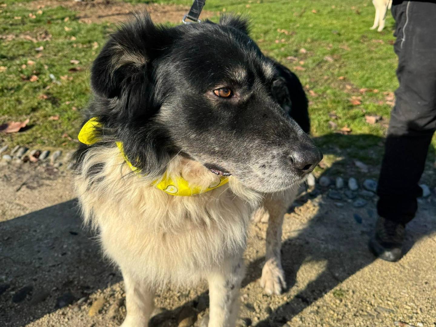 Vuoi adottare un cane a Milano?