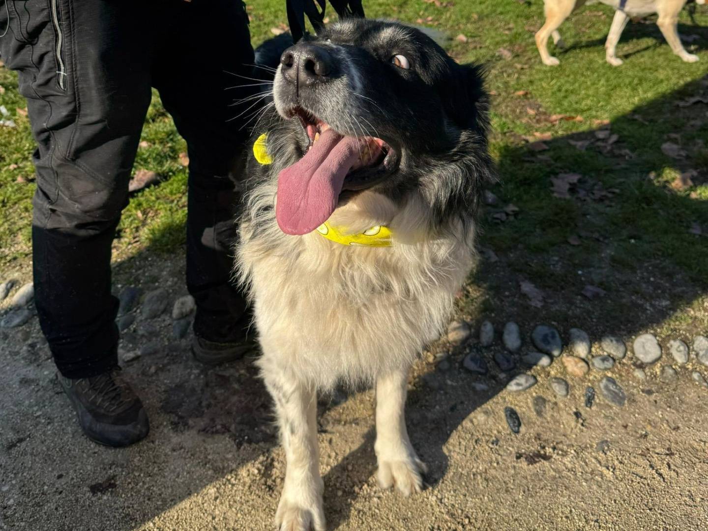 Adotta il cane Blue a Milano