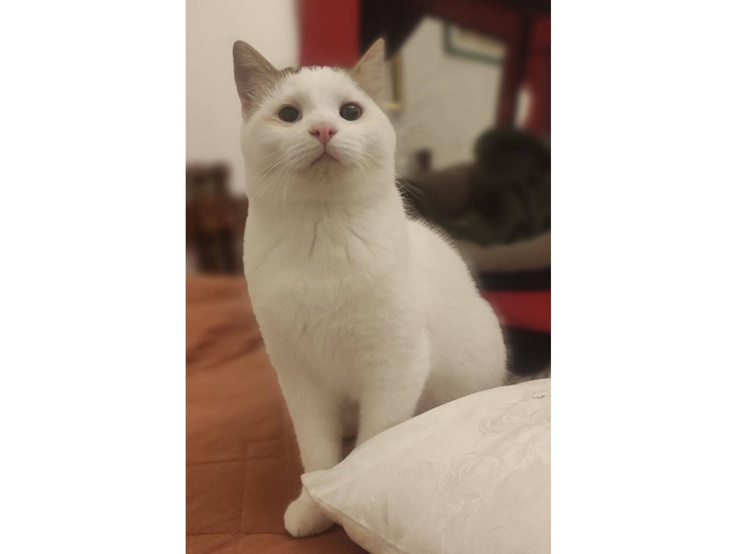 Adozione gatto, maschio, Razza sconosciuta Razza sconosciuta, 7 mesi, taglia non valida, Trapani